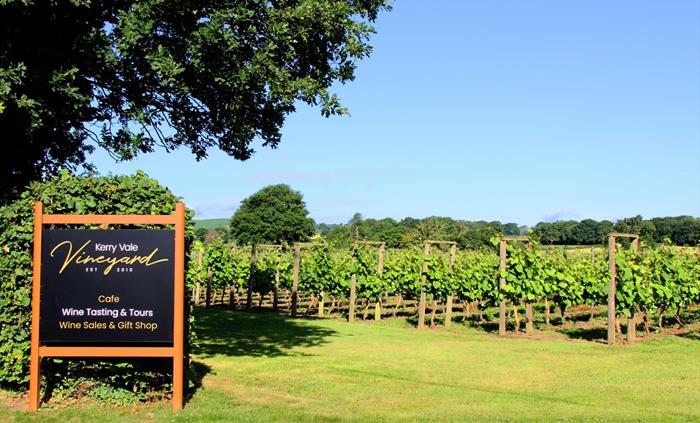 Kerry Vale Vineyard